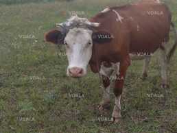 Корова, гарна, молода - VDALA.PRO