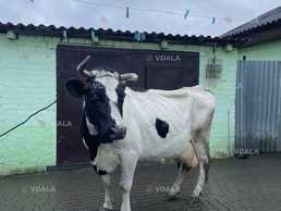 Продам дійну корову - VDALA.PRO