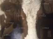 Корова тільна 7 міс. За 4м - VDALA.PRO - 1