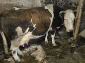 Продається добра корова - VDALA.PRO - 1