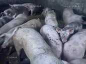 Продам свиней живою вагою - VDALA.PRO - 1