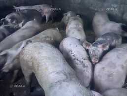 Продам свиней живою вагою - VDALA.PRO