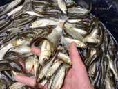 Амур однорічний - VDALA.PRO - 1