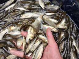 Амур однорічний - VDALA.PRO