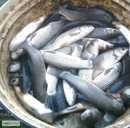 Амур однорічний - VDALA.PRO - 2