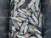 Білий амур зарибок цьоглітка річняк рибопосадковий матеріал 2025 Білий амур зарибок цьоглітка річняк рибопосадковий матеріал 2025 - VDALA.PRO - 1