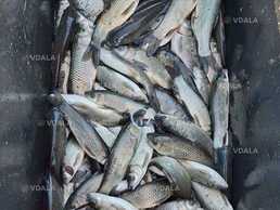 Білий амур зарибок цьоглітка річняк рибопосадковий матеріал 2025 - VDALA.PRO