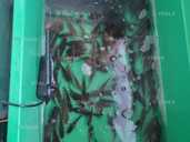 Мальок карась з власної водойми Мальок карась з власної водойми - VDALA.PRO - 1