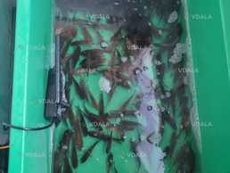 Мальок карась з власної водойми - VDALA.PRO