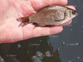 Карась живец (зарибок) Карась живец (зарибок) - VDALA.PRO - 1