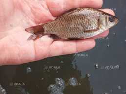 Карась живец (зарибок) - VDALA.PRO