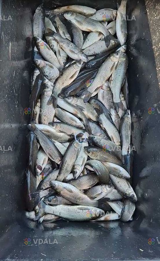 Білий амур зарибок цьоглітка річняк рибопосадковий матеріал 2025 Білий амур зарибок цьоглітка річняк рибопосадковий матеріал 2025 - VDALA.PRO