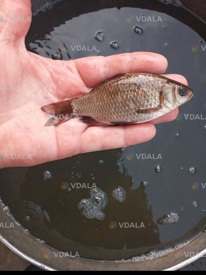 Карась живец (зарибок) Карась живец (зарибок) - VDALA.PRO