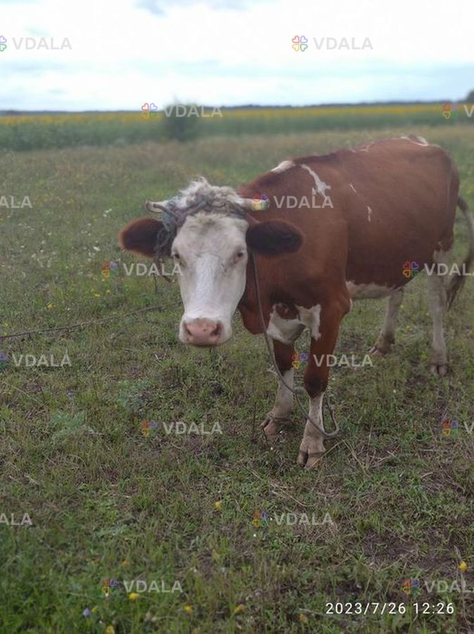 Корова, гарна, молода - VDALA.PRO