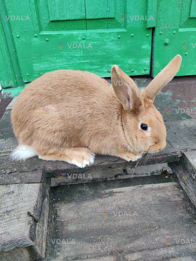 Кролі - VDALA.PRO