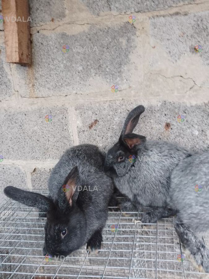 Кролики чистопородних Кролики чистопородних - VDALA.PRO
