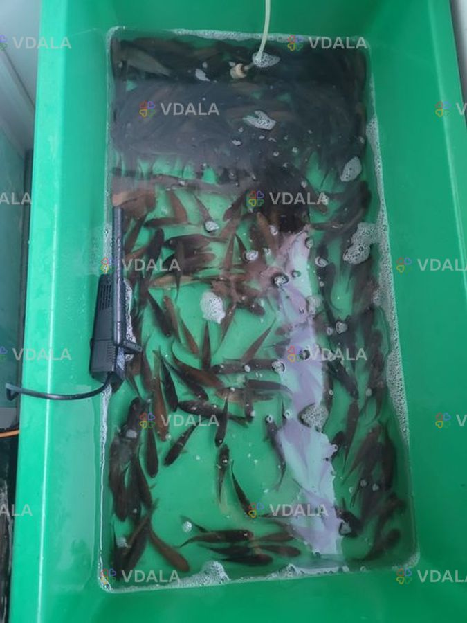 Мальок карась з власної водойми Мальок карась з власної водойми - VDALA.PRO