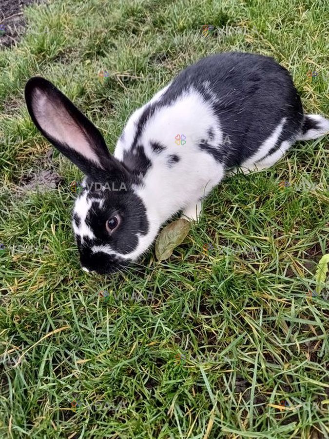 Продам кролика 6 міс - VDALA.PRO