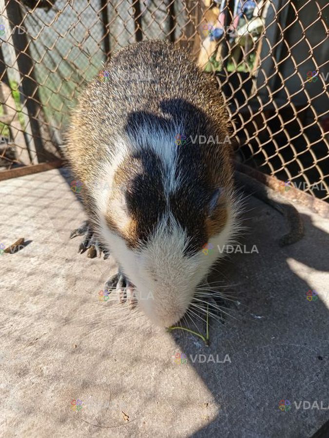 Продам нутр-й, Самцы семимесячные. Продам нутр-й, Самцы семимесячные. - VDALA.PRO