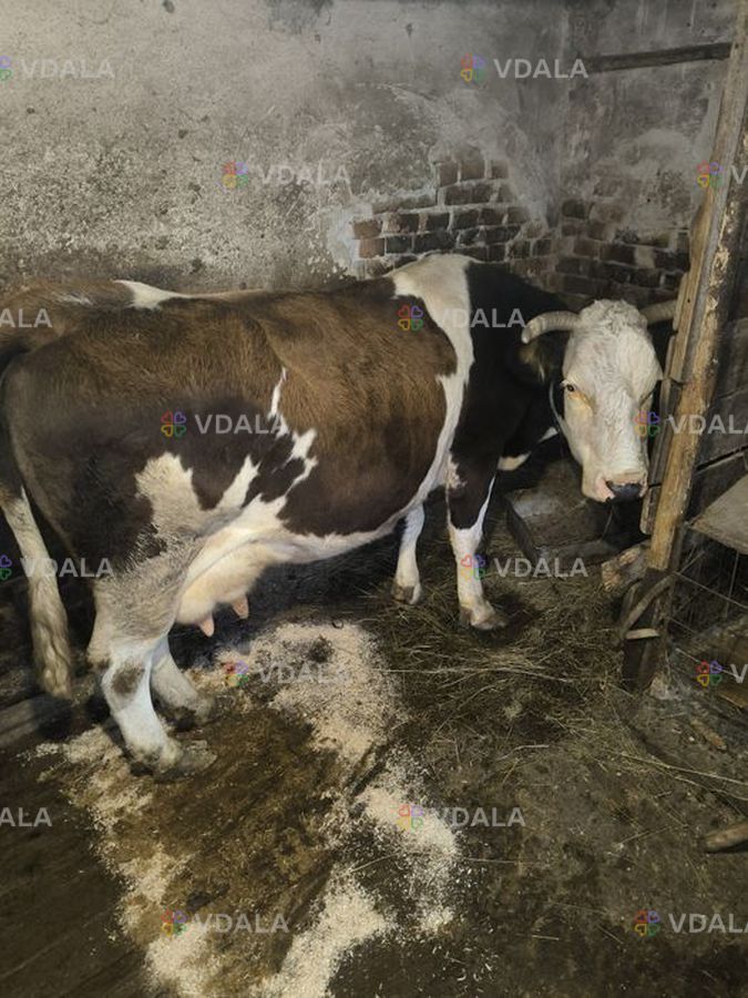 Продається добра корова - VDALA.PRO
