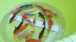 Карп кои малек карась комета - VDALA.PRO