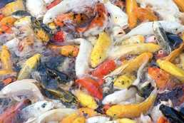 Карп кои, разные размеры и цвет - VDALA.PRO