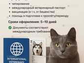 Срочное оформление документов для выезда животных за границу Срочное оформление документов для выезда животных за границу - VDALA.PRO - 1