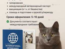 Срочное оформление документов для выезда животных за границу - VDALA.PRO