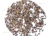 Кардамон очищенные семена - 1 Кардамон очищенные семена - VDALA.PRO - 1