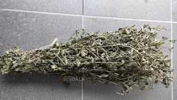 Мята перечная (веничек) - VDALA.PRO