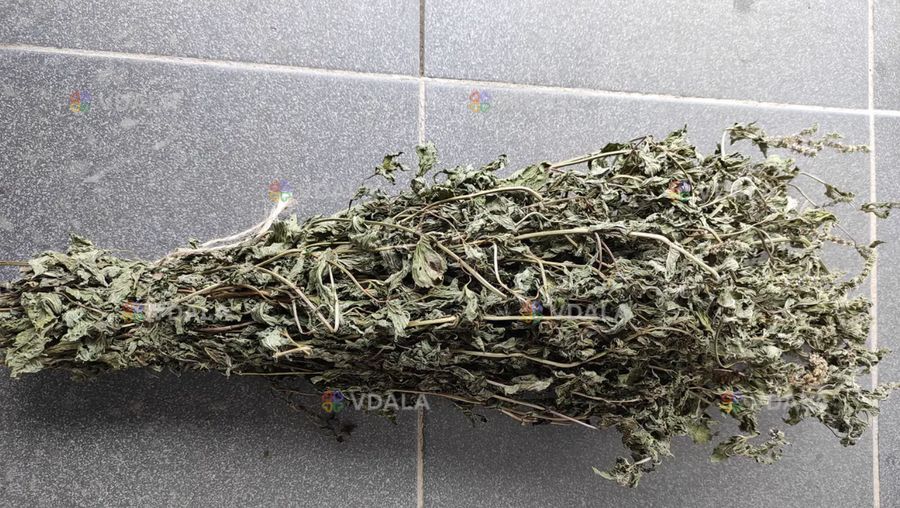 Мята перечная (веничек) - VDALA.PRO