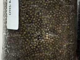 Натуральная черная икра дикого осетра - VDALA.PRO