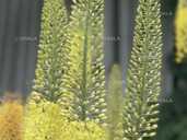 Эремурус Eremurus жёлтый узколистный медоносное растение - VDALA.PRO - 1