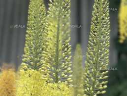 Эремурус Eremurus жёлтый узколистный медоносное растение - VDALA.PRO