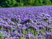 Семена фацелии, 500г - VDALA.PRO - 1