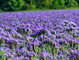 Семена фацелии, 500г - VDALA.PRO