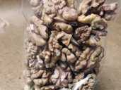 Грецкий орех 500г 2025г с фермерского сада - VDALA.PRO - 1