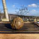 Прополис пчелиный 100 грамм - 3 Прополис пчелиный 100 грамм - VDALA.PRO - 3