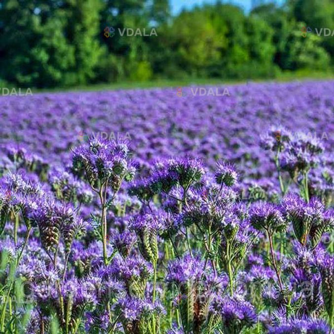 Семена фацелии, 500г - VDALA.PRO