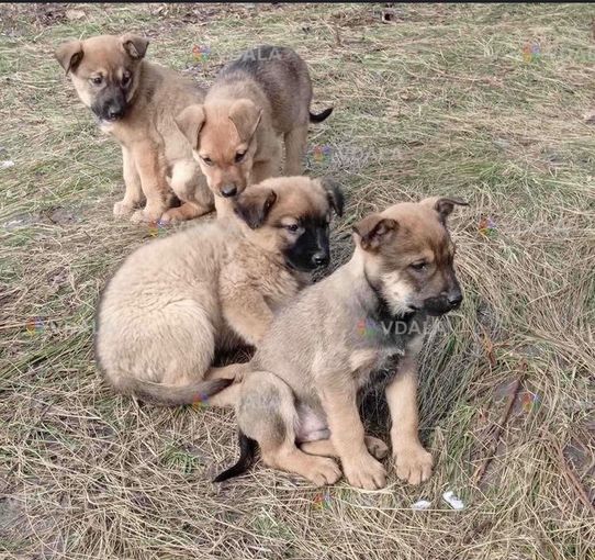 цуценята шукають дім цуценята шукають дім - VDALA.PRO
