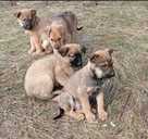 цуценята шукають дім - 1 цуценята шукають дім - VDALA.PRO - 1