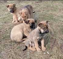 цуценята шукають дім - VDALA.PRO