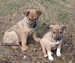 цуценята шукають дім - 5 цуценята шукають дім - VDALA.PRO - 5