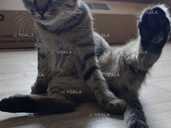 гарний котик в добрі руки - VDALA.PRO - 1