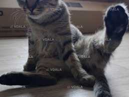 гарний котик в добрі руки - VDALA.PRO