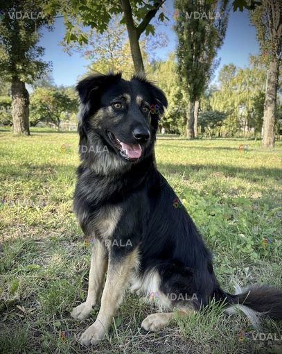 Добрий песик, привчений до вигулу Добрий песик, привчений до вигулу - VDALA.PRO