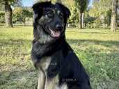 Добрий песик, привчений до вигулу - 1 Добрий песик, привчений до вигулу - VDALA.PRO - 1