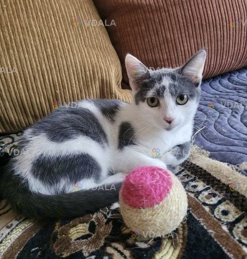 Кошеня Томік 4 місяці Кошеня Томік 4 місяці - VDALA.PRO