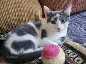 Кошеня Томік 4 місяці - 1 Кошеня Томік 4 місяці - VDALA.PRO - 1