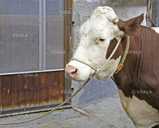 Веревка для вывода КРС Relax, 5 м (16 мм) - VDALA.PRO - 2